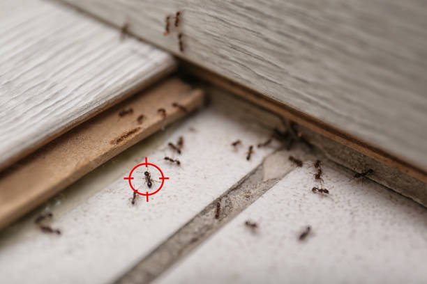 Best Wasp Removal Services  in Smyrna, TN